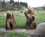 Bear wave