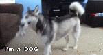 Dog sock