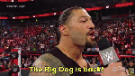 Big dog