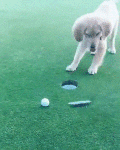 daily-morning-awesomeness-4