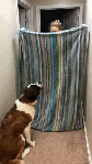 Towel